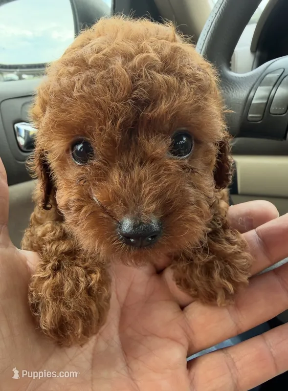 Niña – Poodle - Toy  puppy for sale in Lithia Springs, GA