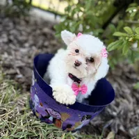 Tequila, a female Poodle - Toy  for sale in Orlando, FL – Photo 5 of 8