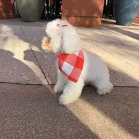 Tequila, a female Poodle - Toy  for sale in Orlando, FL – Photo 3 of 8