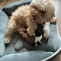 Tequila, a female Poodle - Toy  for sale in Orlando, FL – Photo 8 of 8