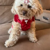 Tequila, a female Poodle - Toy  for sale in Orlando, FL – Photo 7 of 8