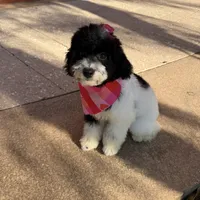 hershey, a female Poodle - Toy  for sale in Orlando, FL – Photo 1 of 10