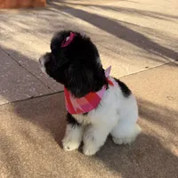 hershey, a female Poodle - Toy  for sale in Orlando, FL – Photo 10 of 10