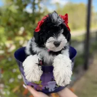 hershey, a female Poodle - Toy  for sale in Orlando, FL – Photo 2 of 10