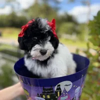 hershey, a female Poodle - Toy  for sale in Orlando, FL – Photo 3 of 10