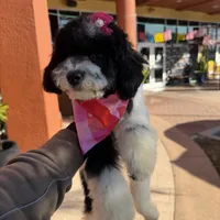 hershey, a female Poodle - Toy  for sale in Orlando, FL – Photo 9 of 10