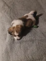 Precious , a female Havamalt for sale in Union, SC – 5 of 5