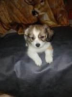 Precious , a female Havamalt for sale in Union, SC – 3 of 5