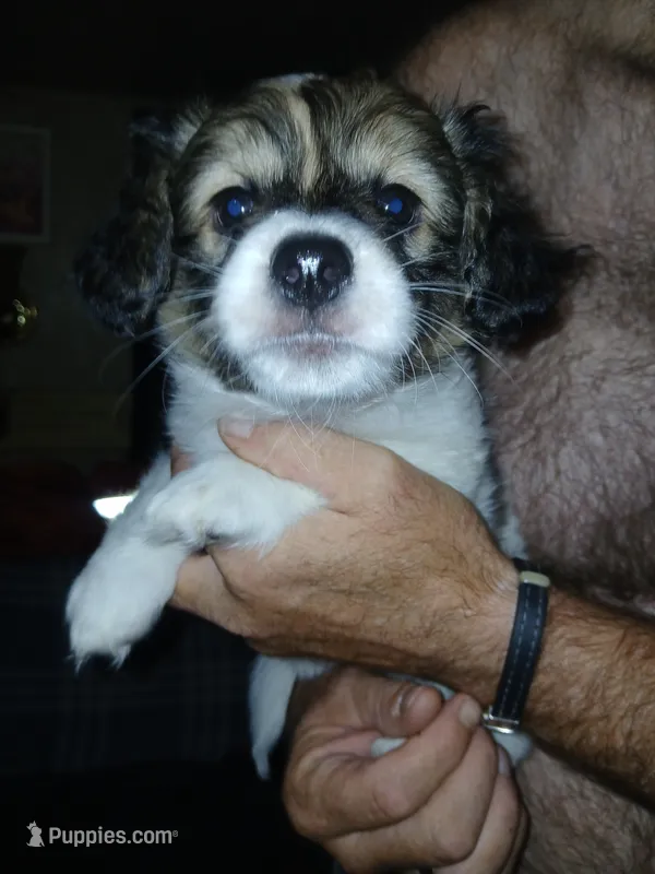 Zoey – Havamalt puppy for sale in Union, SC