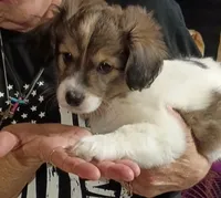 Bruno, a male Havamalt for sale in Union, SC – 3 of 5