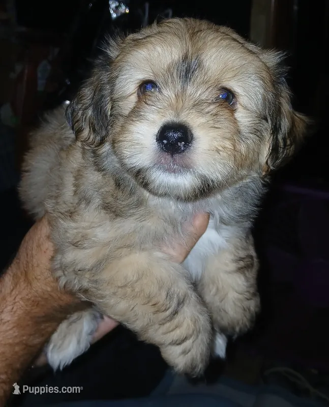 Gee Gee – Havamalt puppy for sale in Union, SC