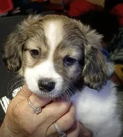 Zoey, a female Havamalt for sale in Union, SC – 1 of 6