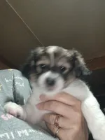 Zoey, a female Havamalt for sale in Union, SC – 4 of 6