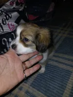 Precious , a female Havamalt for sale in Union, SC – 4 of 5