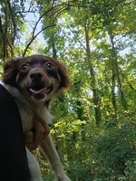 Lexi, a female Pomchi for sale in Union, SC – 2 of 3