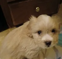 Rusty Tucker , a male Havamalt for sale in Union, SC – 2 of 3