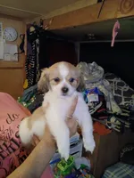 Mia, a female Havamalt for sale in Union, SC – 4 of 6