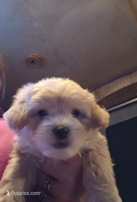 Bocephus  – Havamalt puppy for sale in Union, SC