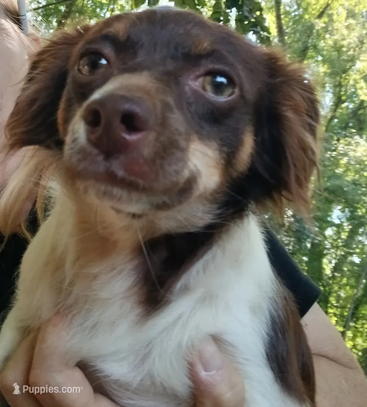 Lexi – Pomchi puppy for sale in Union, SC