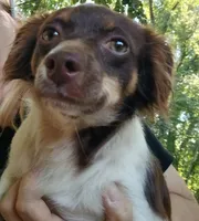 Lexi, a female Pomchi for sale in Union, SC – 1 of 3