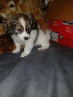 Zoey, a female Havamalt for sale in Union, SC – 5 of 6