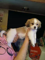 Mia, a female Havamalt for sale in Union, SC – 3 of 6