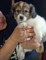 Bruno, a male Havamalt for sale in Union, SC – 2 of 5