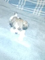 Precious , a female Havamalt for sale in Union, SC – 2 of 5