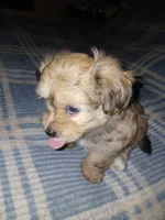 Gee Gee, a female Havamalt for sale in Union, SC – 5 of 6