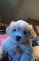 Rusty Tucker , a male Havamalt for sale in Union, SC – 1 of 3
