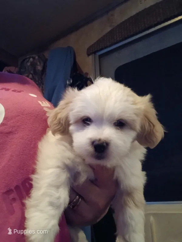 Casper – Havamalt puppy for sale in Union, SC