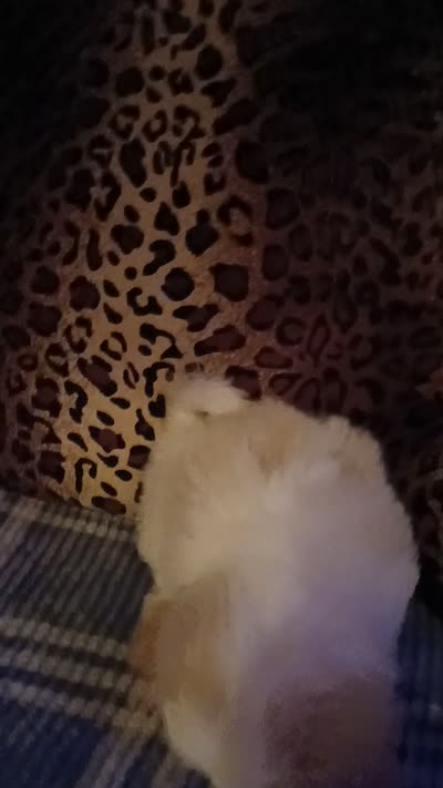 Casper, a male Havamalt for sale in Union, SC – 3 of 4