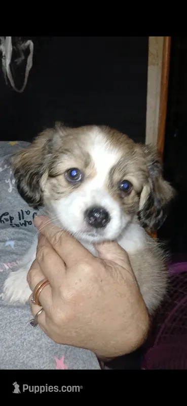 Precious  – Havamalt puppy for sale in Union, SC