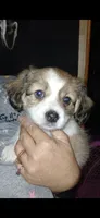 Precious , a female Havamalt for sale in Union, SC – 1 of 5