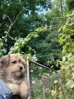 Gee Gee, a female Havamalt for sale in Union, SC – 2 of 6