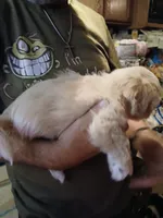Rusty Tucker , a male Havamalt for sale in Union, SC – 3 of 3
