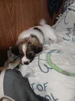 Zoey, a female Havamalt for sale in Union, SC – 6 of 6