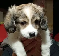 Zoey, a female Havamalt for sale in Union, SC – 2 of 6
