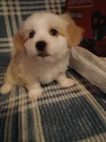 Casper, a male Havamalt for sale in Union, SC – 2 of 4