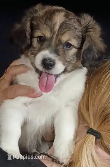 Bruno – Havamalt puppy for sale in Union, SC