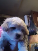 Bocephus , a male Havamalt for sale in Union, SC – 3 of 3