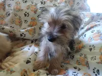 Fifi's Boo-boo purebred Yorkie boy. 14 wks, a male Yorkshire Terrier for sale in Jackson, MI – 3 of 3