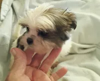 Kiwi's shorkie boy #1, a male Shorkie for sale in Jackson, MI – 4 of 4
