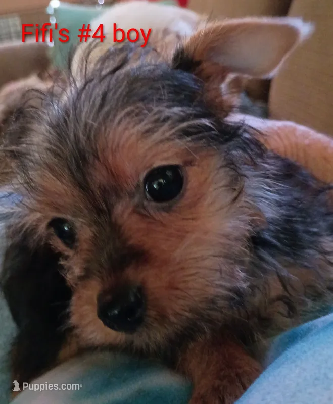 Fifi's #4 boy purebred Yorkie Squirt – Yorkshire Terrier puppy for sale in Jackson, MI