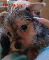 Fifi's #4 boy purebred Yorkie Squirt, a male Yorkshire Terrier for sale in Jackson, MI – 1 of 3