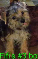 Fifi's Boo-boo purebred Yorkie boy, a male Yorkshire Terrier for sale in Jackson, MI – 2 of 2