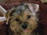 Fifi's #2 purebred Yorkie boy! Boo boo, a male Yorkshire Terrier for sale in Jackson, MI – 1 of 3
