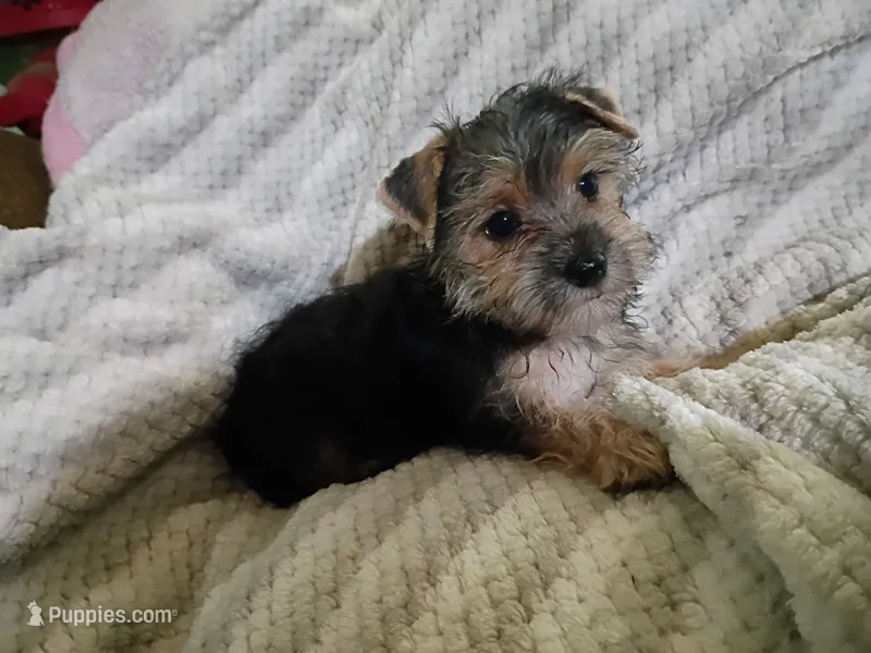 Fifi's #2 purebred Yorkie boy! – Yorkshire Terrier puppy for sale in Jackson, MI
