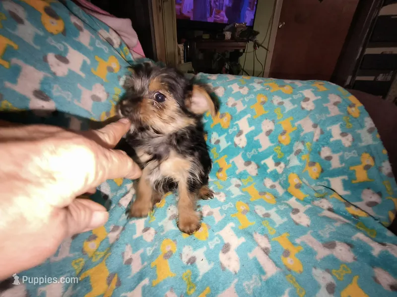 Fifi's purebred Yorkie boy 9 weeks old ready to go to his new family