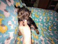Fifi's purebred Yorkie boy 9 weeks old ready to go to his new family, a male Yorkshire Terrier for sale in Jackson, MI – Photo 3 of 3